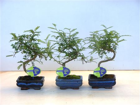Bonsai Zanthoxylum Piperitum Shape, Without Dip T