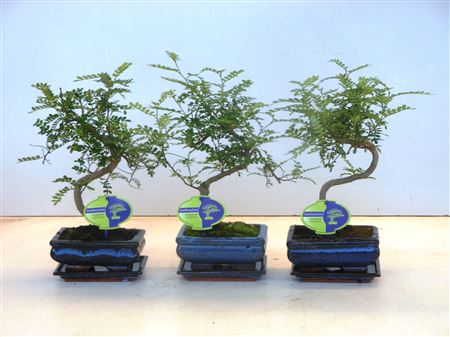 Bonsai Zanthoxylum Piperitum Shape, With Dip Tray