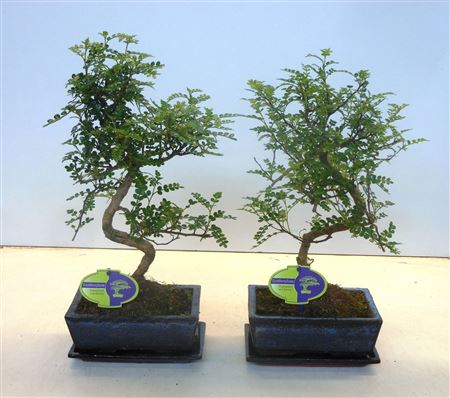 Zanthoxylum Piperitum, 20cm., Shape, Withou