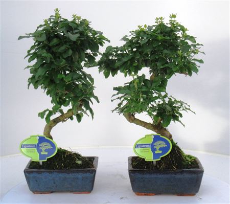 Bonsai Ligustrum Sinensis, 20., Shape, Without D