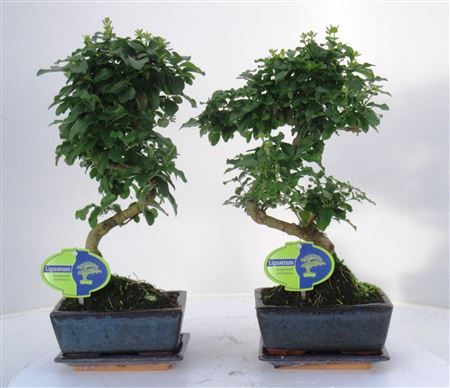 Bonsai Ligustrum Sinensis, 20., Shape, With Drip