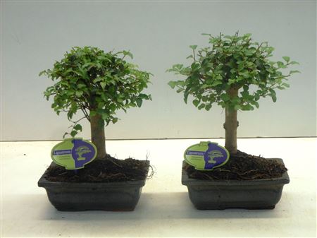 Bonsai Ligustrum Sinensis, 20., Broom, Without D