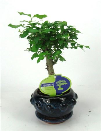 Bonsai Ligustrum Sinensis, 13., Broom, With Drip
