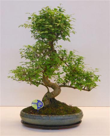 Bonsai Ligustrum Sinensis, 39cm., Shape, With Drip