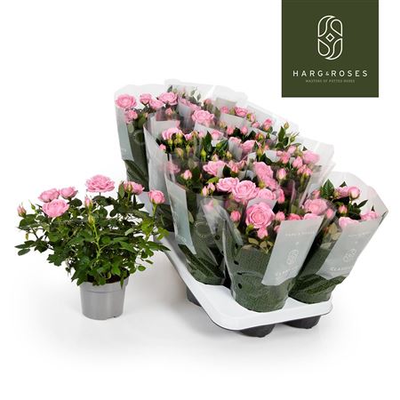 Rosa Kordana Elysium Light Pink