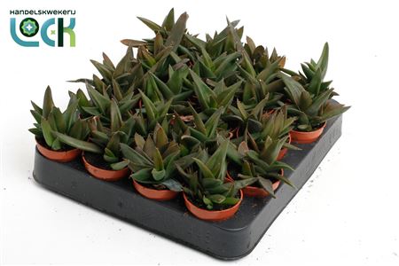 Haworthia Pentagona