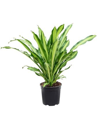 Drac Fragrans Burley
