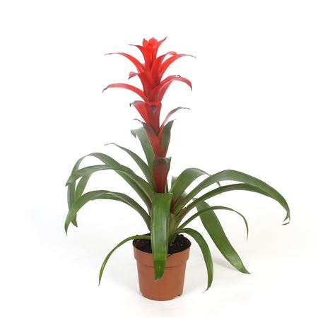 Guzmania Allure