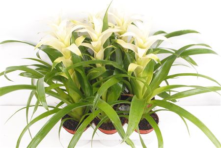Guzmania Freeze