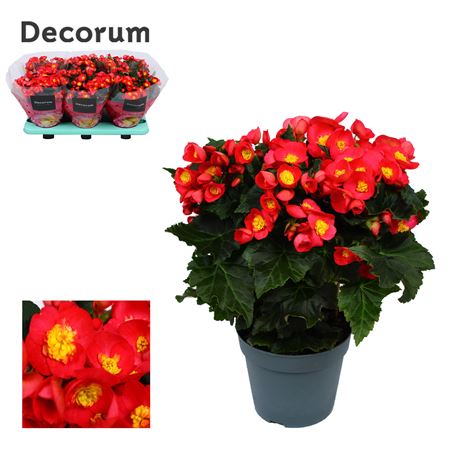 Бегония Валентино Розовая (декорум)