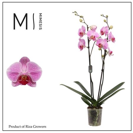 Phal 2st Cleveland 16+ (mimesis)