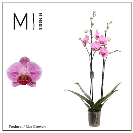 Phal 2st Cleveland 16+ (mimesis)