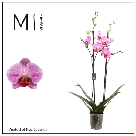 Phal 2st Cleveland 16+ (mimesis)