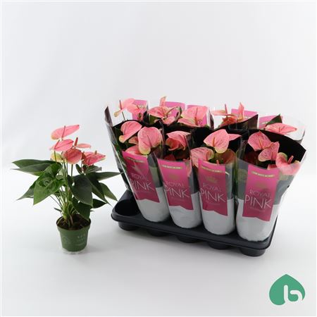 Anth An Royal Pink Sweet Dream 5+