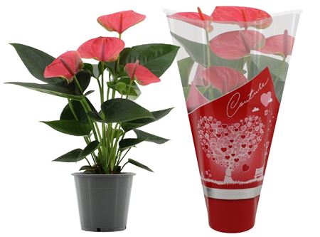 Anth An Sweet Dream In Couture Heart Sleev