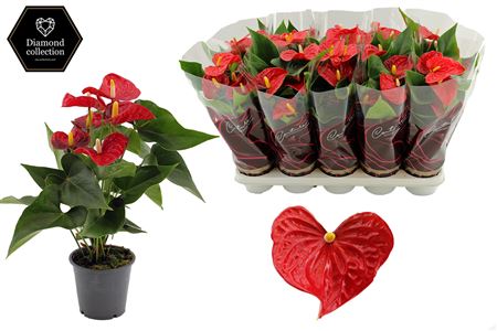 Anthurium 12 Aristo In Couture Diamond Line Pur