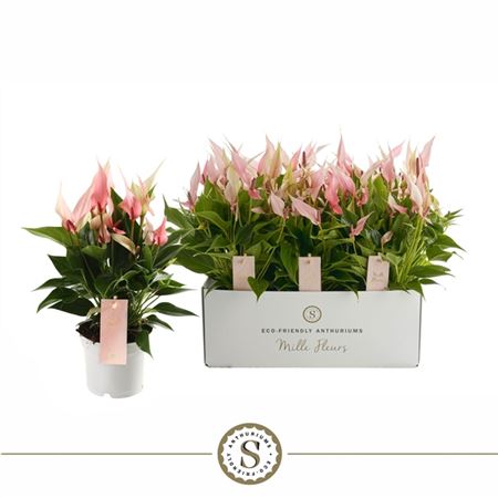 Anth An Lilli 6+ (stolk)