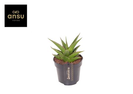 Sansevieria Comet Mini Amazon