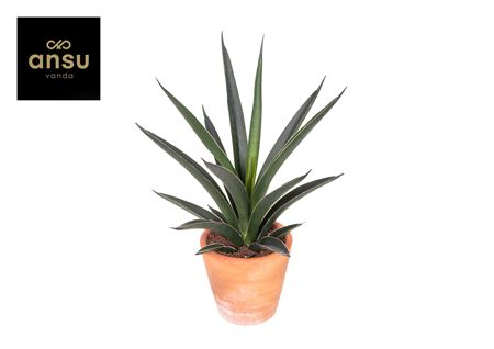 Sansevieria Comet Amazon Green Terracotta