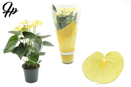 Anth An Vanilla In Couture 4+ Succe