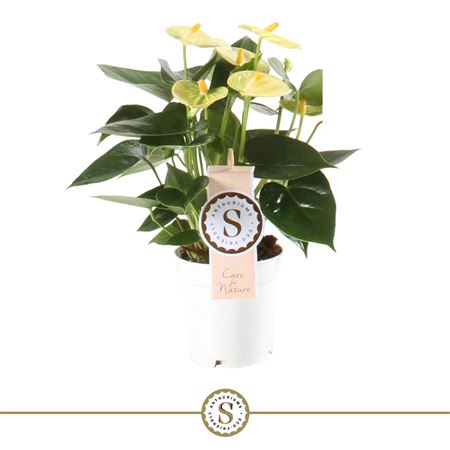 Anth An Yellow Champion 3+ (stolk)