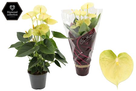 Anthurium 14 Vanilla In Couture Diamond Line Pu
