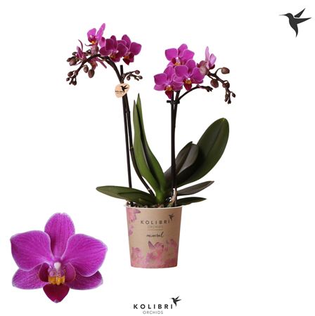 Phal 2st Basel 22+ Potcover (ok)