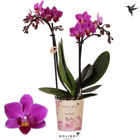 Phal 2st Basel 22+ Potcover (ok)