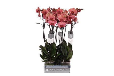 Phal 2st Narbonne 18+ (by-5)