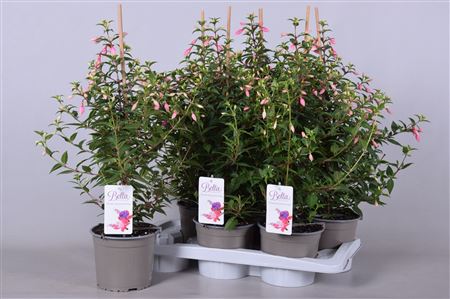 Fuchsia Bella Rosalien