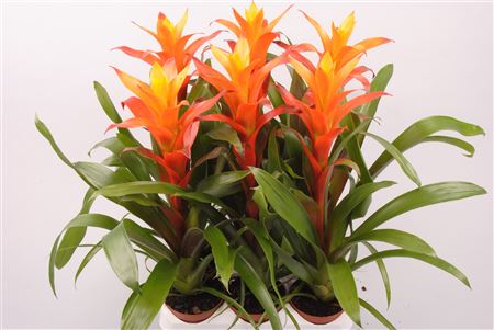 Guzmania Variada
