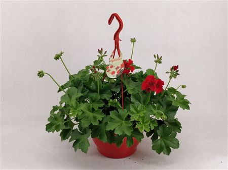 Pelargonium Marcada Dark Red