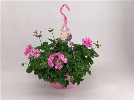 Pelargonium Marcada Pink