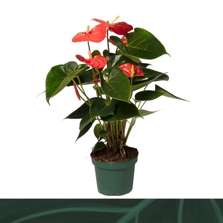 Anth An Solara 5+ (amazone)