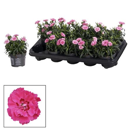 Dianthus Oscar Purple Star