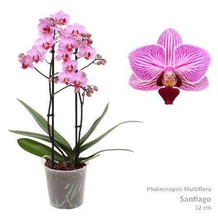 Phal Multi 2st Santiago 30+ (pannekoek)