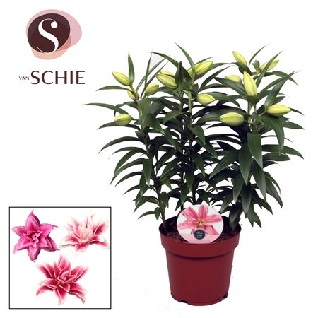 Lilium Or Roselily Sara 4pp