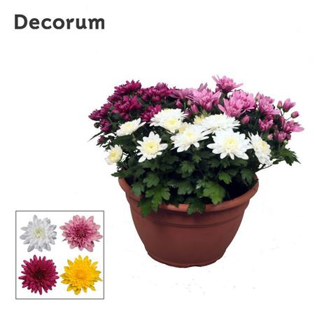 Chrys Grandezza Carnaval (decorum)