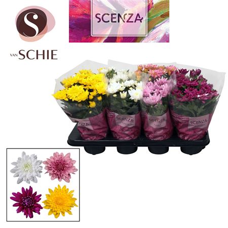 Chrys Grandezza Mix (scenza)