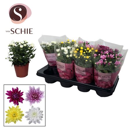 Chrys Grandezza Mix (scenza)