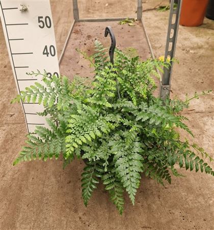 Asplenium Parvati Hangplant