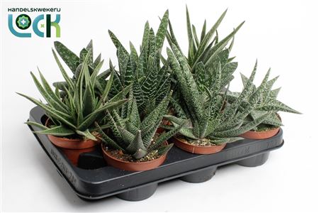 Gasteria Mix