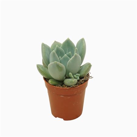 Pachyveria Corvus