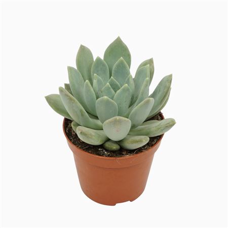 Pachyveria Corvus