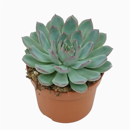 Echeveria Apus