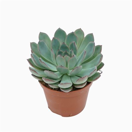 Echeveria Apus