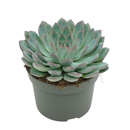 Echeveria Apus