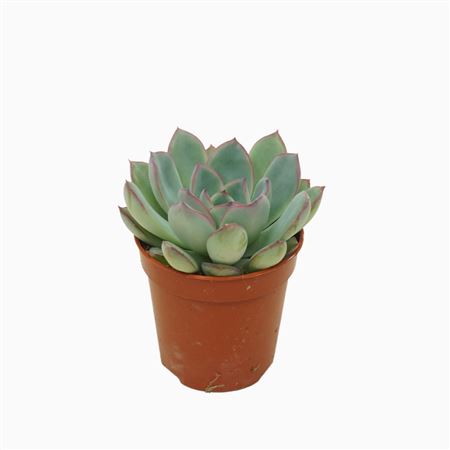 Echeveria Apus