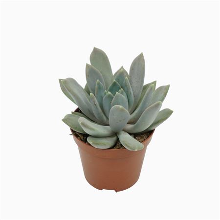 Pachyveria Draco