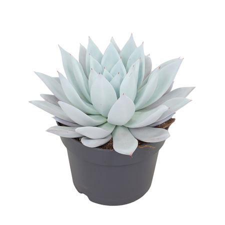 Echeveria Mexican Giant